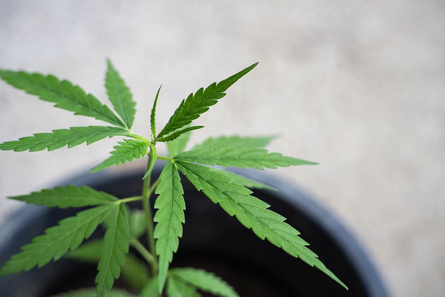 A close-up of a hemp plant with a blurred background.